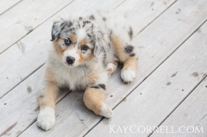 adorable Australian Shepherd puppy